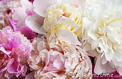 Background with pink peonies Stock Photo