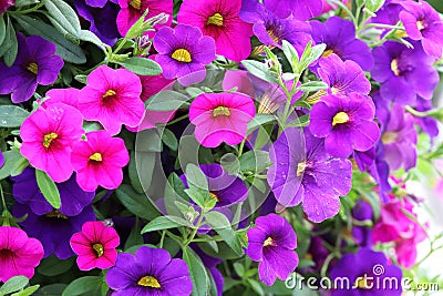 Background of pink purple Calibrachoa flowers in bloom Stock Photo