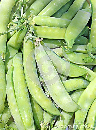 The background of the pods of green peas Stock Photo