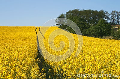 Background rapeseed field Stock Photo