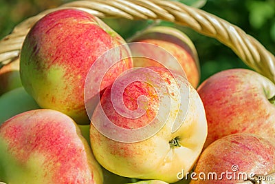 Background from red ripe juicy apples Stock Photo