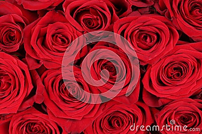 Background red roses on Valentine's or mothers day Stock Photo