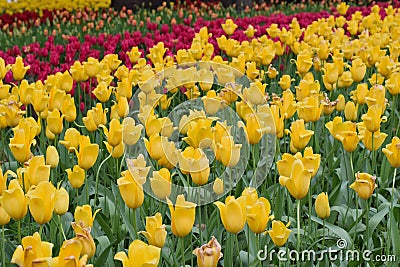 Background Red & Yellow color Tulip flowers in garden Stock Photo