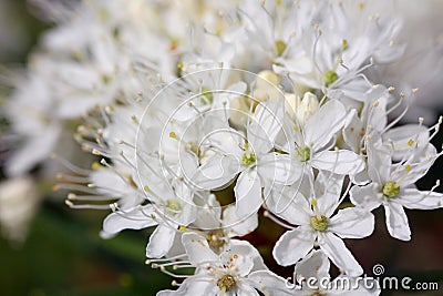 Background of Rhododendron tomentosum Stock Photo