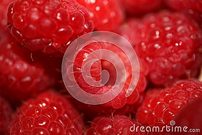 Background of ripe red raspberries fruits natural healthy vitamins power big size high quality botanical print rubus Stock Photo