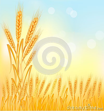 Background with ripe yellow wheat ears Vector Illustration