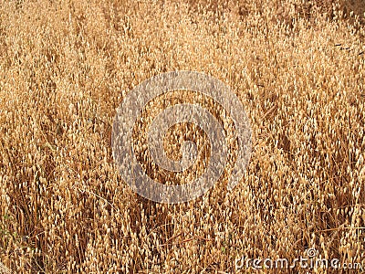 Background from the ripened oats ears in the field Stock Photo