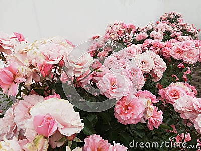 Background with rose garden Stock Photo