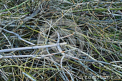 Background of scattered tree branches. Stock Photo