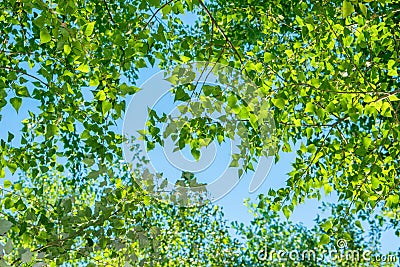 Background, screensaver of deciduous trees. Bright sunlight illuminating the trees. Stock Photo