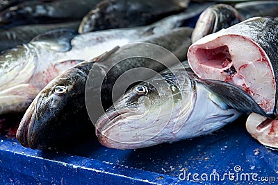 Background of sea fish Stock Photo