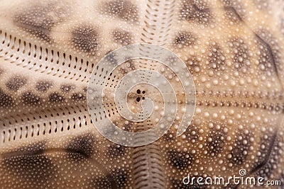 Background of sea shell of heart urchin , close up Stock Photo