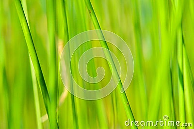 Background of seagrass closeups macro Stock Photo