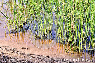 Background of seagrass closeups macro Stock Photo