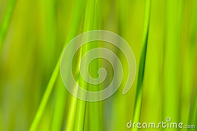 Background of seagrass closeups macro Stock Photo