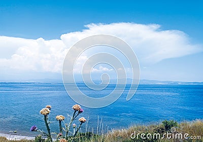 Background seascape of horizon line, calm charming blue sea and peaceful bay with dry flowers. Greece Stock Photo