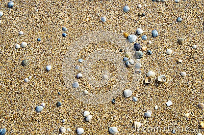 Background of seashells on Golden wet sand Stock Photo