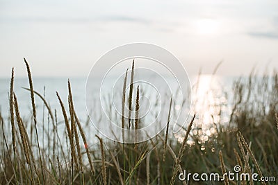 Background of a secluded sandy beach in pastel shades. Stock Photo