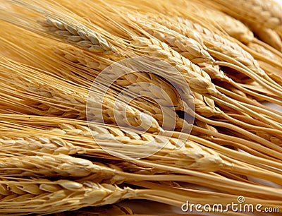 Background of shocks of wheat Stock Photo