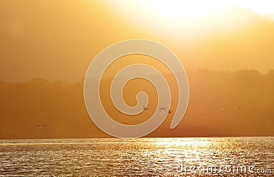 Background silhouettes of ducks flying in golden sunset lake Stock Photo