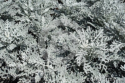 Background - silver foliage of Jacobaea maritima Stock Photo