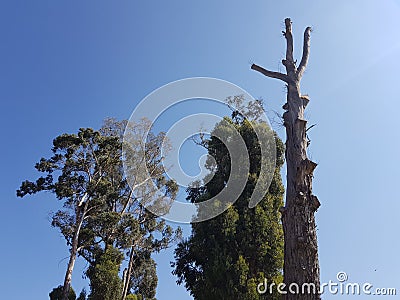 caring for trees for clean air Stock Photo