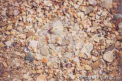 background small shells, shell fragments. Sea Shore many different crushed shells forming a beautiful background pattern Stock Photo