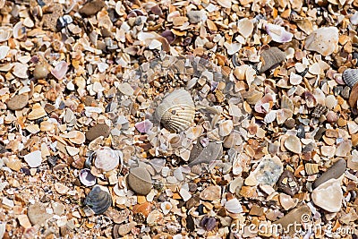 background small shells, shell fragments. Sea Shore many different crushed shells forming a beautiful background pattern Stock Photo