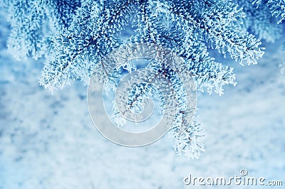 Background snowy christmas trees blue Stock Photo
