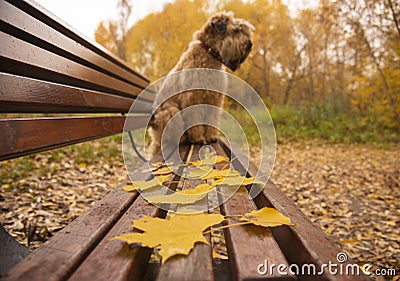 In the background, a specially blurred, unfocused dog sits on a bench.In focus autumn leaves lying on boutique. Stock Photo