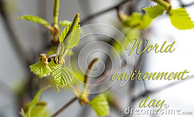 Background with sprig with young leaves of birch. Stock Photo