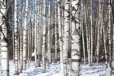 Background spring birch forest and blue sky Stock Photo