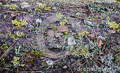 Background of spruce needles, mosses, leaves. Forest floor with dry leaves and moss. Texture, natural background. Stock Photo