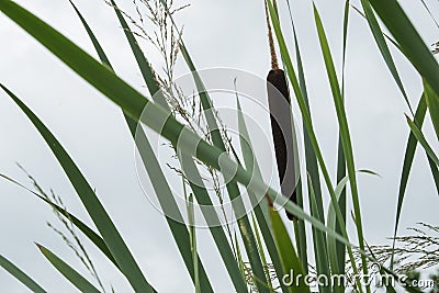 Stalks of cattail very beautiful Stock Photo