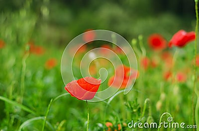 Background of a summer field of red blooming poppies close up on a windy day. Top view of red poppy. Stock Photo