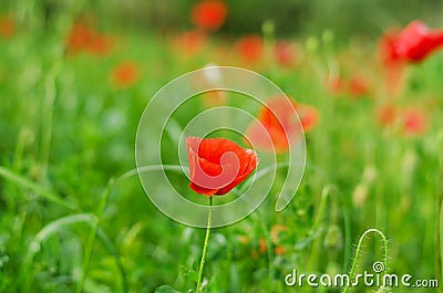 Background of a summer field of red blooming poppies close up on a windy day. Top view of red poppy. Stock Photo