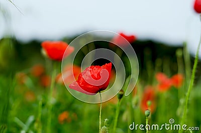 Background of a summer field of red blooming poppies close up on a windy day. Top view of red poppy. Stock Photo