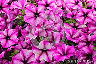 Background with surfinia flowers pink Stock Photo