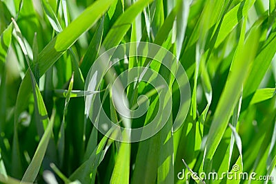 Background of tall green grass in the bright sun Stock Photo
