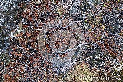Background with tangled roots on stony ground. Shades of Northern nature. Stock Photo
