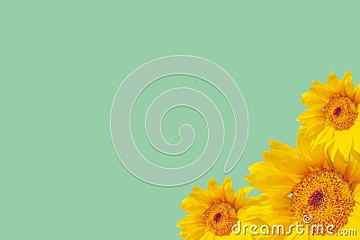 Background for the text on the summer theme with sunflowers Stock Photo