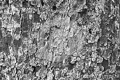 Background, texture apple tree bark, moss Stock Photo