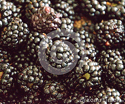 Background texture of blackberries, berries on Stock Photo