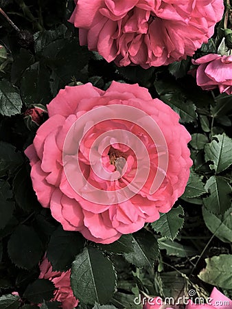 background texture buds colors close-up of pink color on a dark background Stock Photo