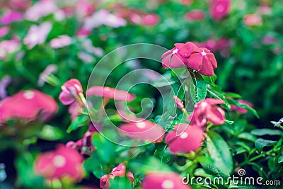 Background and texture of colorful Impatiens Impatiens walleria Stock Photo