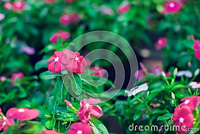 Background and texture of colorful Impatiens Impatiens walleria Stock Photo