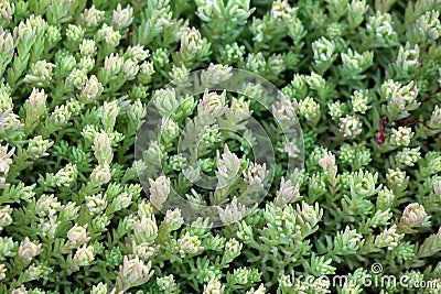 Background texture of densely planted Sedum or Stonecrop hardy succulent ground cover perennial green plants with thick succulent Stock Photo