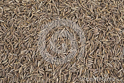 Background Texture of Dried Cumin Seeds Stock Photo