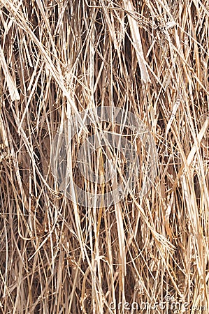 Background texture of dry hay Stock Photo