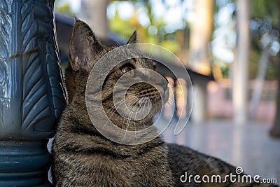 Background texture face of cat looking concept postcard style Stock Photo
